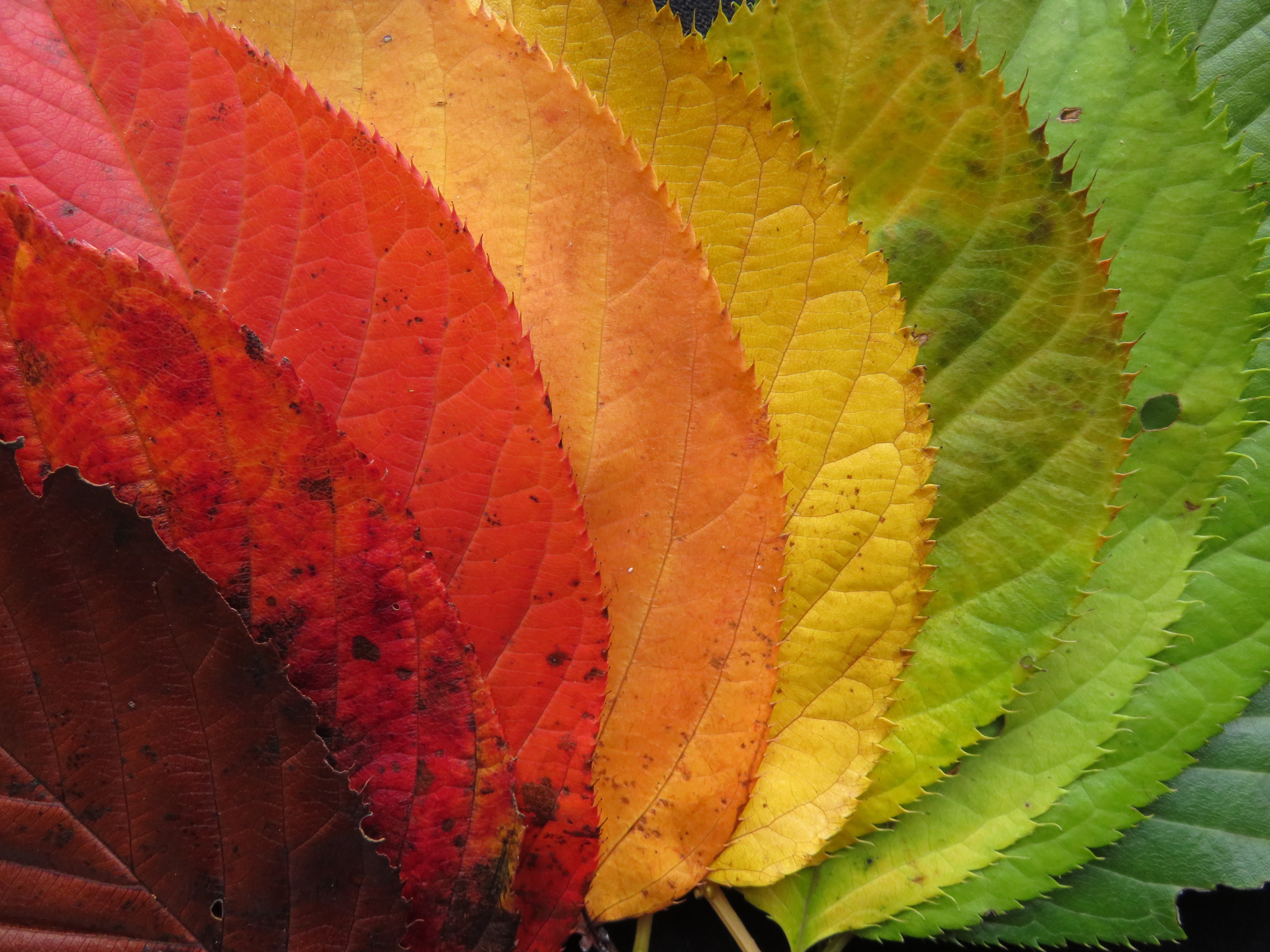 Три вечни стихотворения за есента