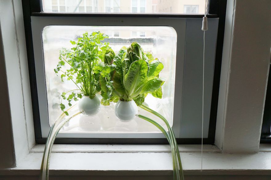 Прозорец, превърнат в оранжерия за зеленчуци 