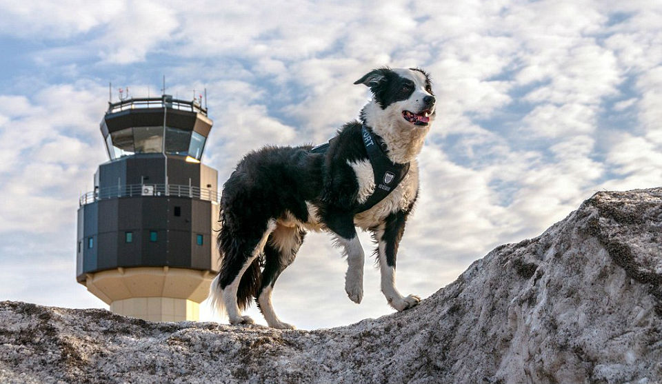 Кучето, което пази летище в Мичиган от птици