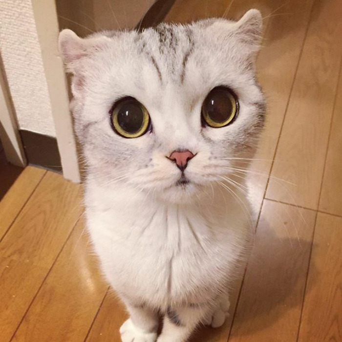 Котката с огромни очи, която стана звезда в "Инстаграм"