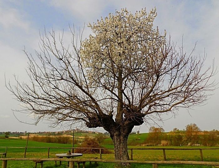 80 уникални дървета, които никога не се отказват