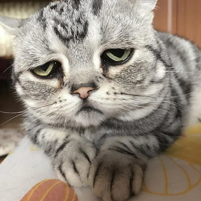 Запознайте се с Луху - най-тъжната котка в света