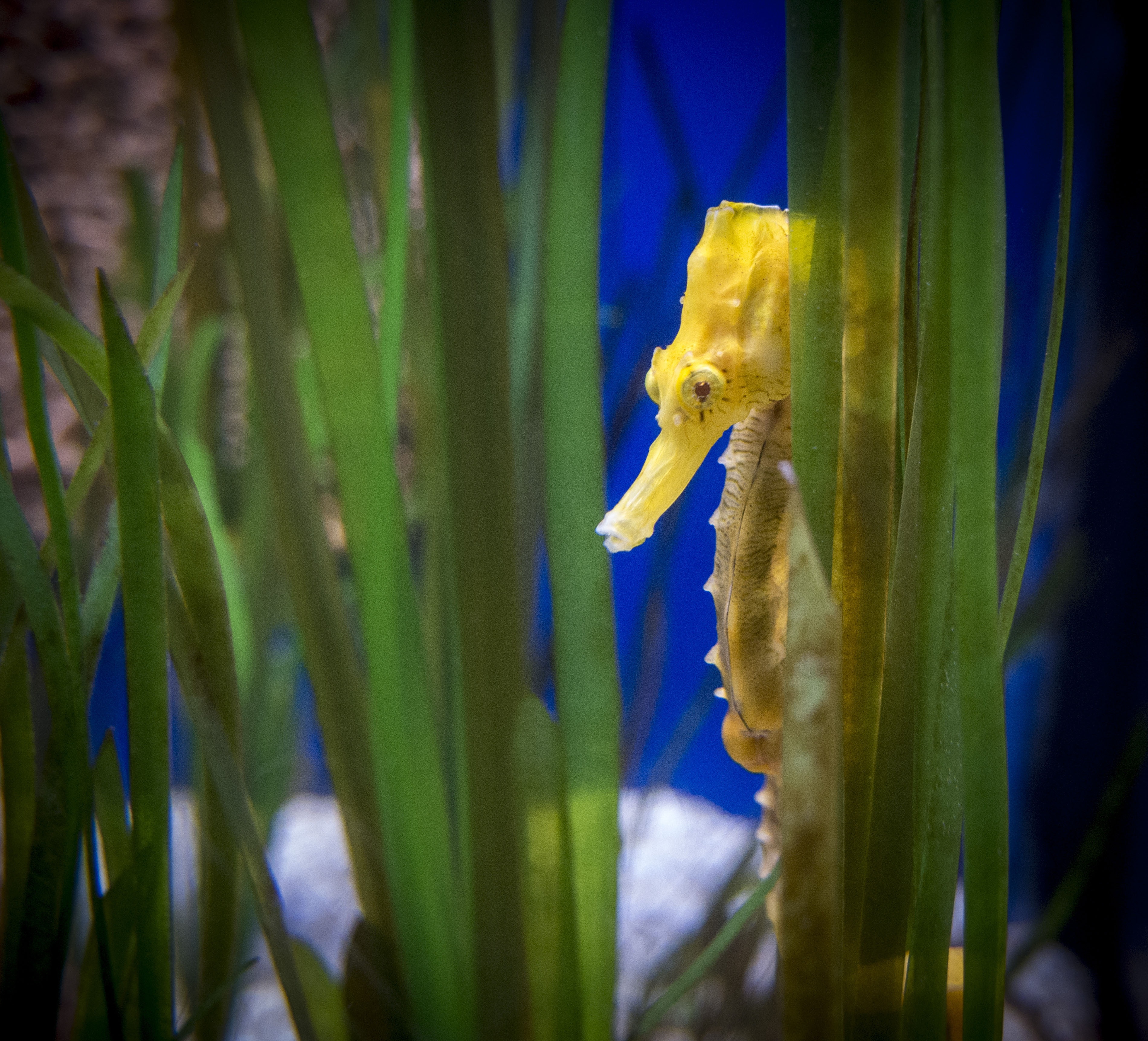 Морските кончета - най-сладките водни обитатели