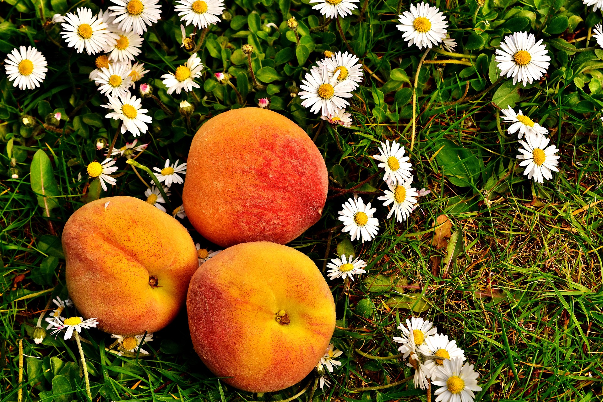 Кои плодове и зеленчуци задължително да хапваме през лятото