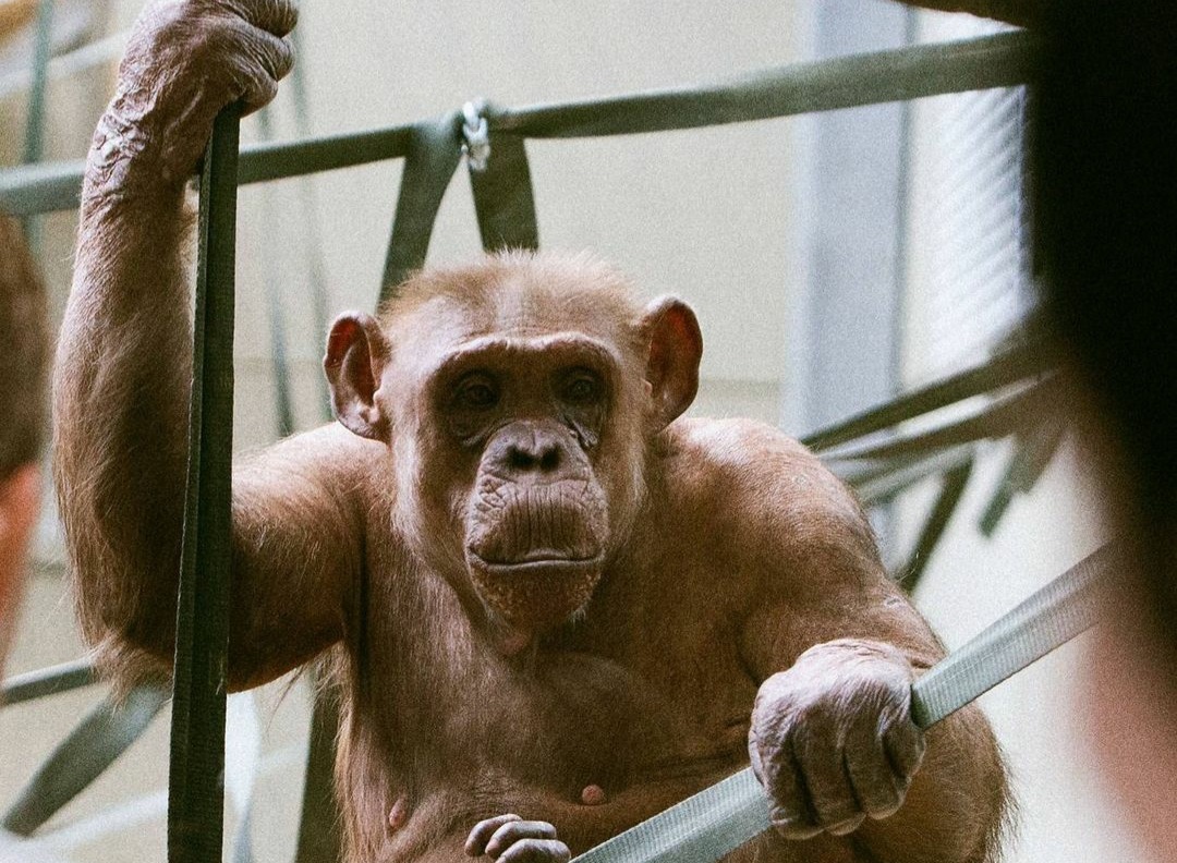 Коко: най-възрастното женско шимпанзе в Европа