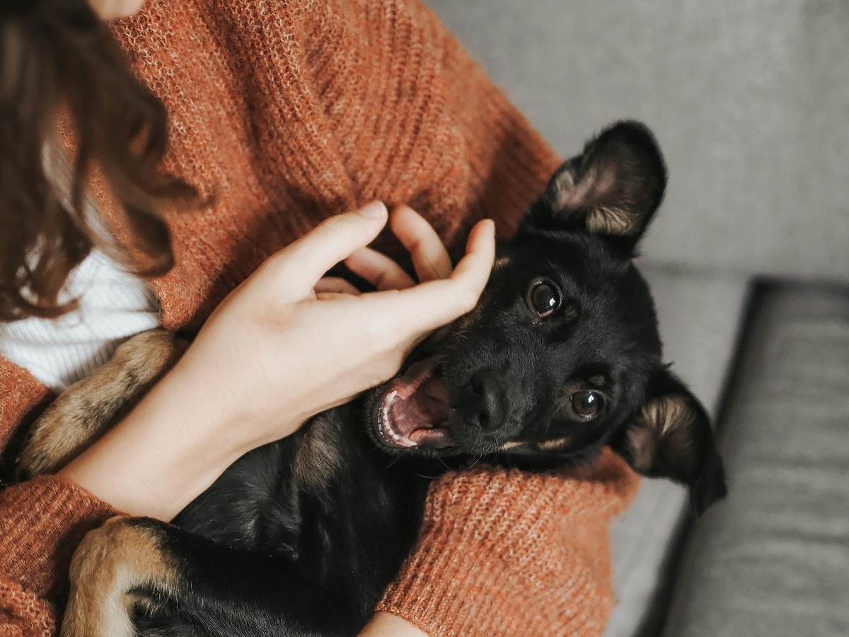 Топ 6 породи кучета за емоционална подкрепа