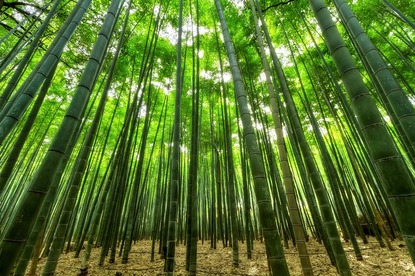 Песента на бамбука и вятъра