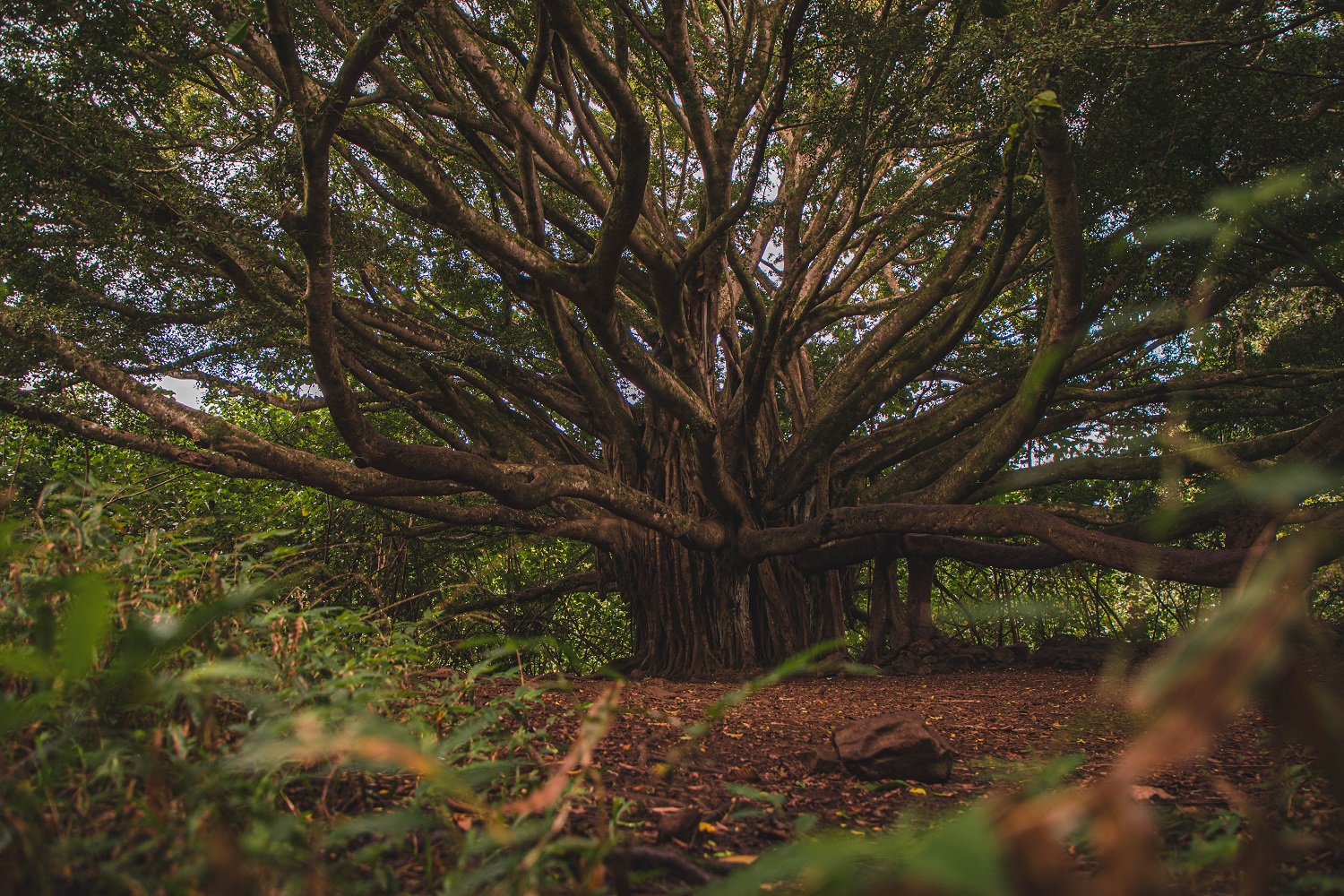 10-те най-стари дървета в света