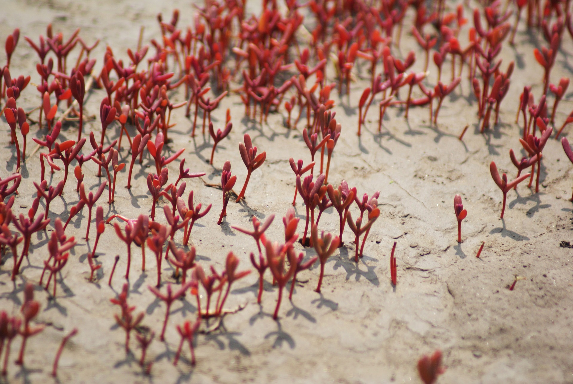 World View: Червеният плаж в Панджин, Китай