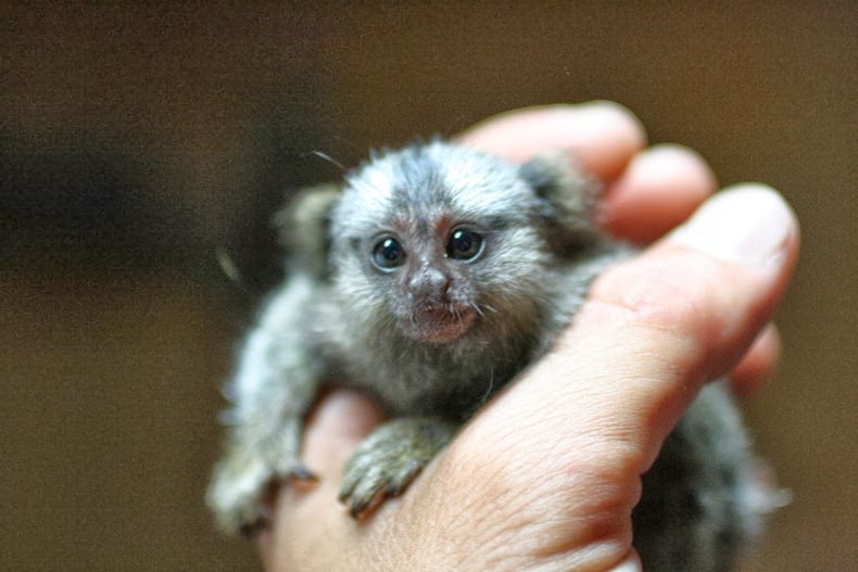 Мармозетка пигмей – най-миниатюрният примат в света