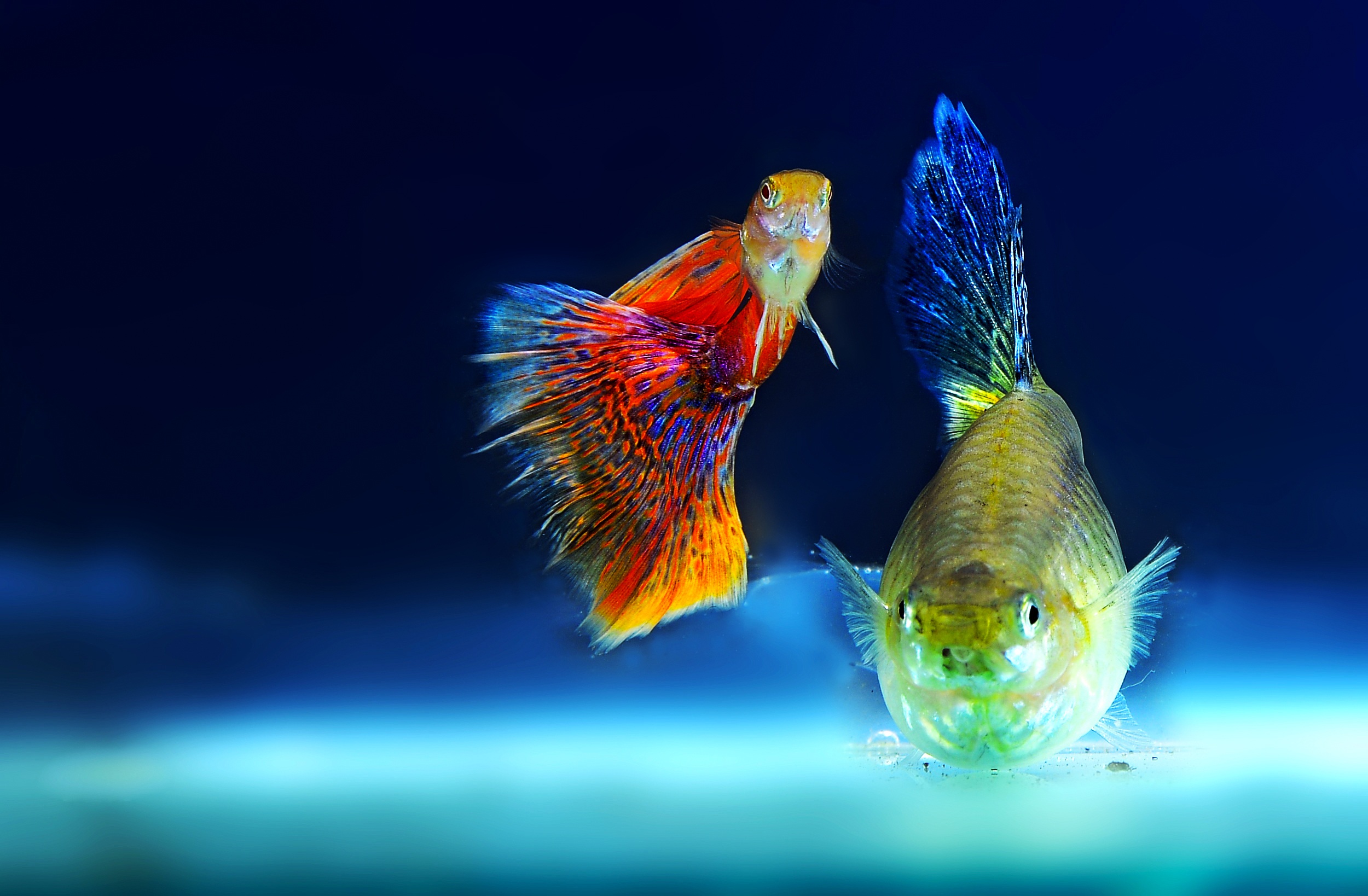 8 причини, заради които хората от зодия Риби са трудни за разбиране