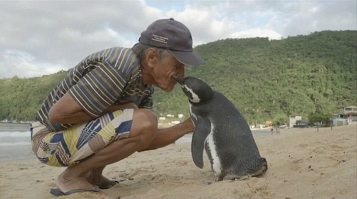 Пингвин плува 8000 км, за да види човека, който го е спасил (видео)
