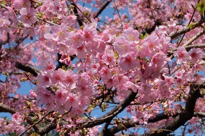 Удивителната красота на пролетта в Япония