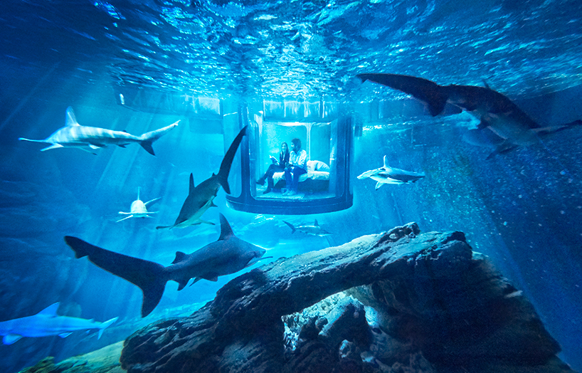 Да спиш в подводна стъклена стая, заобиколена от акули