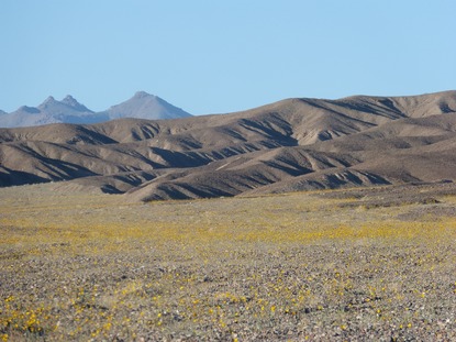 Долината на смъртта се покри с килим от цветя