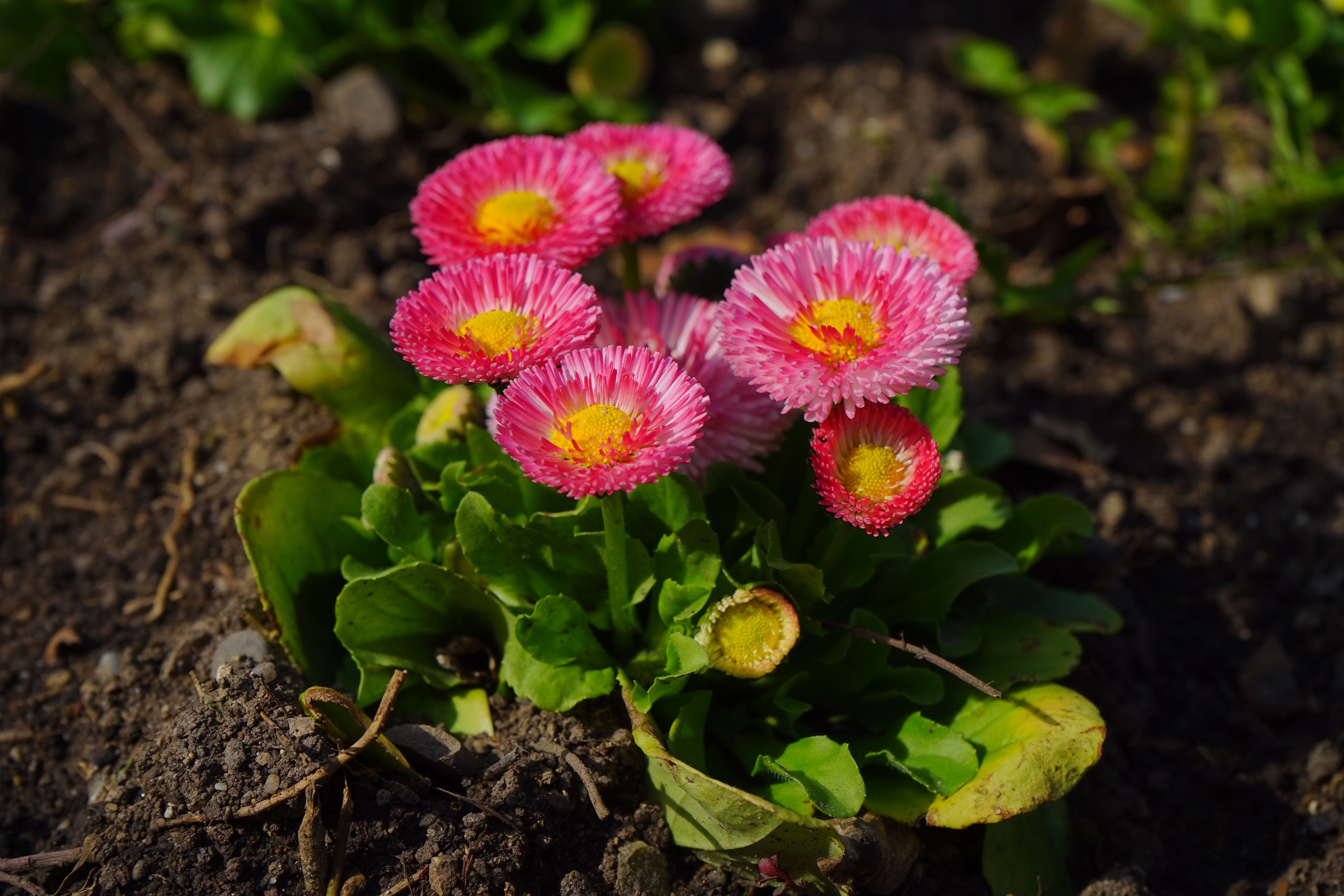 Маргаритка многолетняя выращивание. Маргаритка многолетняя. Bellis perrenis l. (Маргаритка многолетняя). Маргаритка карлик. Маргаритка многолетняя рассада.