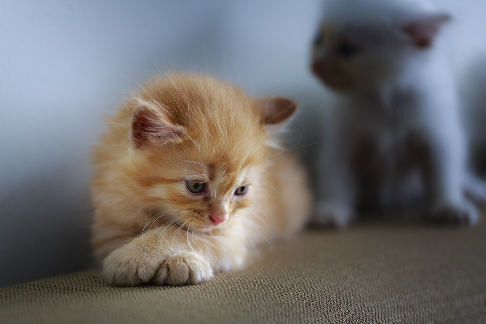 Малки сладки котенца