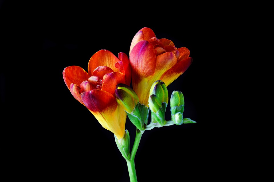 Фрезия - цветето с божествено ухание
