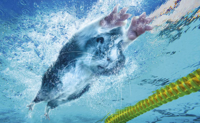 Морски свинчета – олимпийски състезатели 