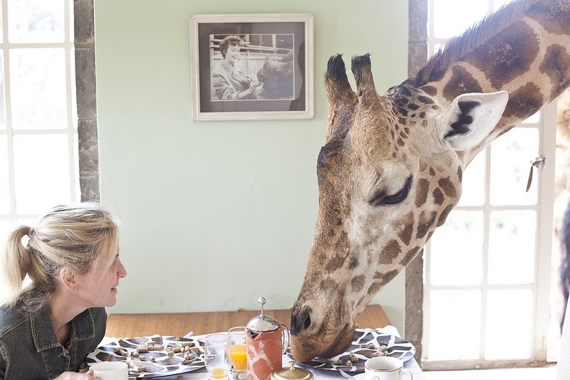 На закуска с жирафи