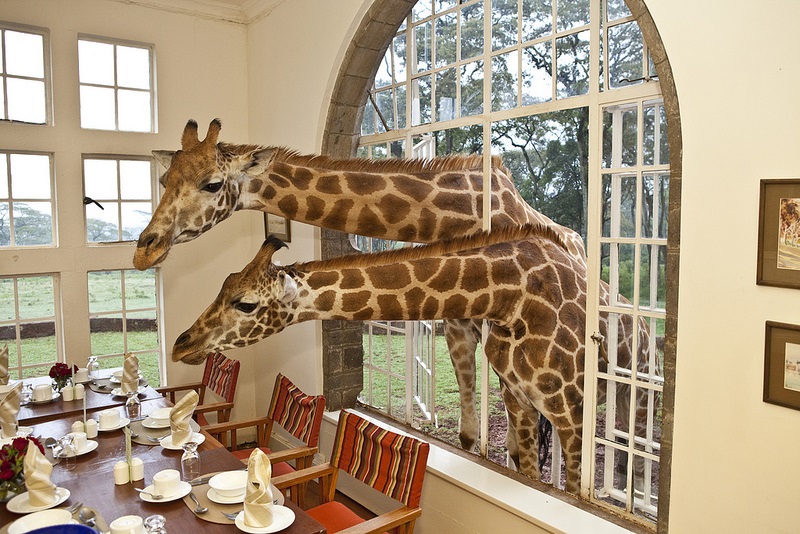 На закуска с жирафи
