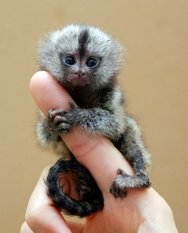 Мармозетка пигмей – най-миниатюрният примат в света