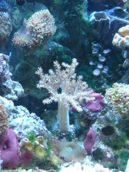 Красотата на подводния свят