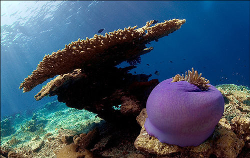 Красотата на подводния свят