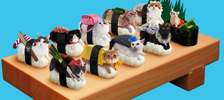 Суши-котки