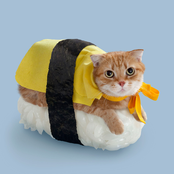 Суши-котки