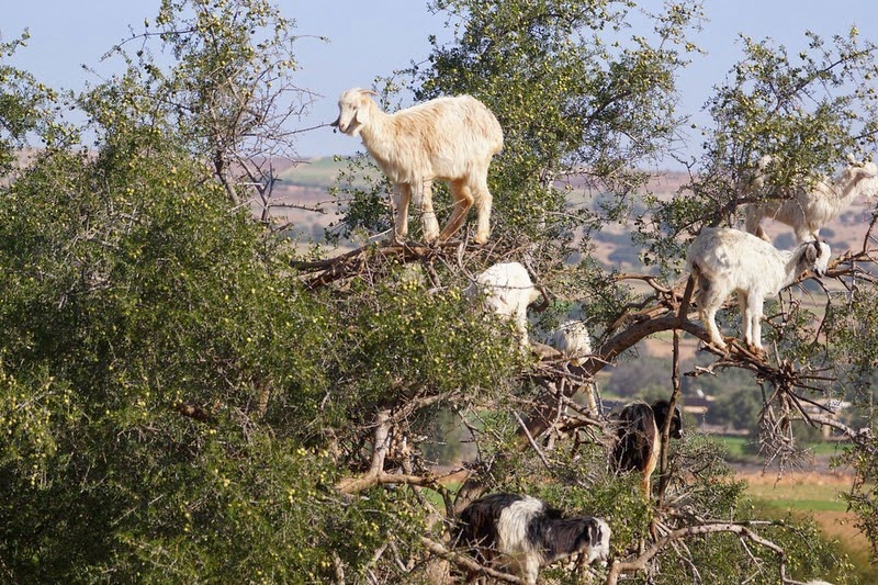 Защо кози се катерят по дърветата в Мароко?