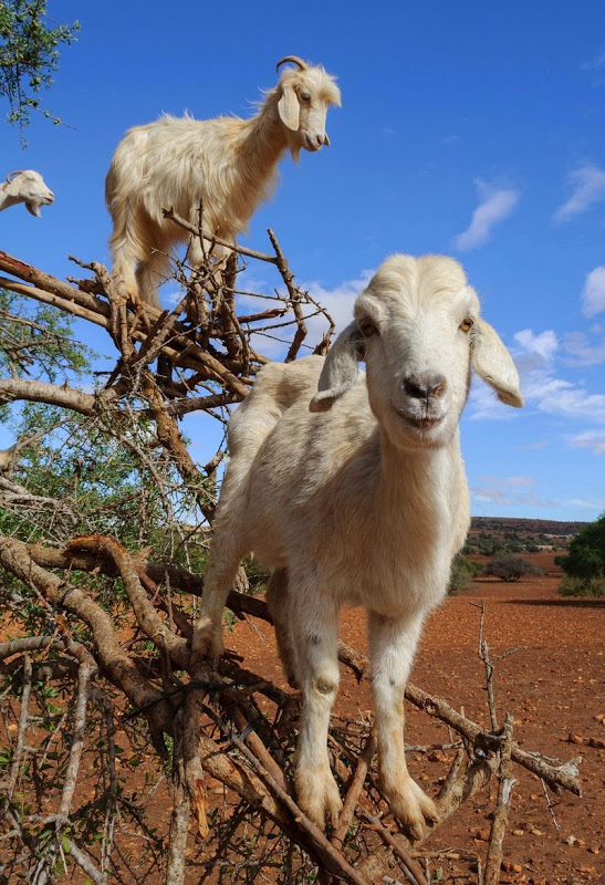 Защо кози се катерят по дърветата в Мароко?