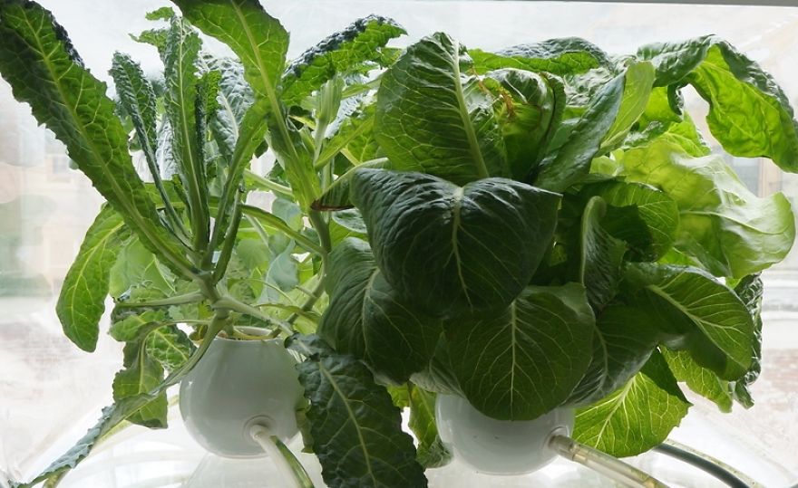 Прозорец, превърнат в оранжерия за зеленчуци 