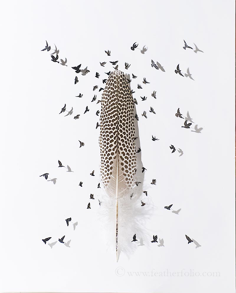 Изкуство с пера от красиви птици
