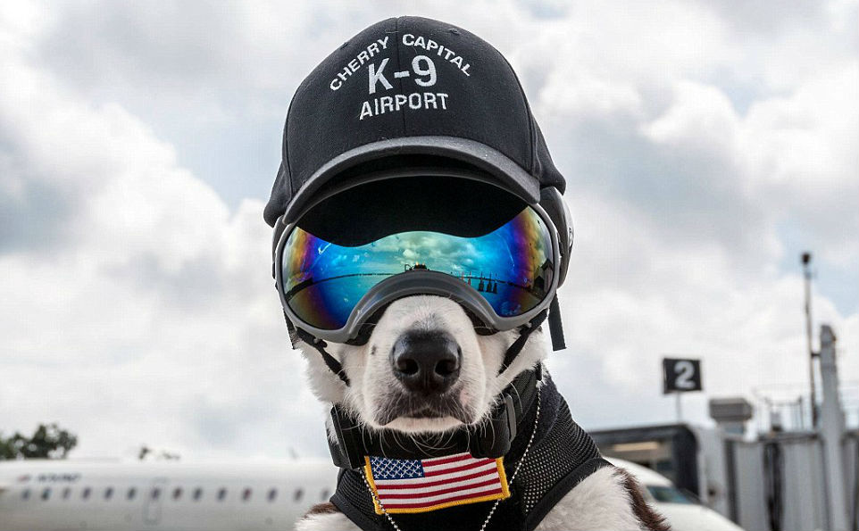 Кучето, което пази летище в Мичиган от птици