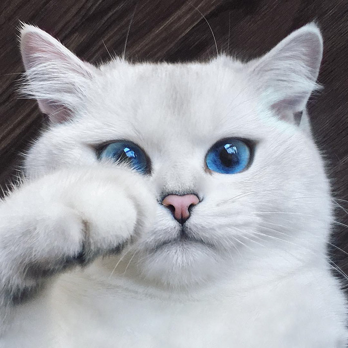 Котката с най-красивите очи