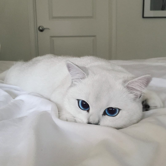 Котката с най-красивите очи