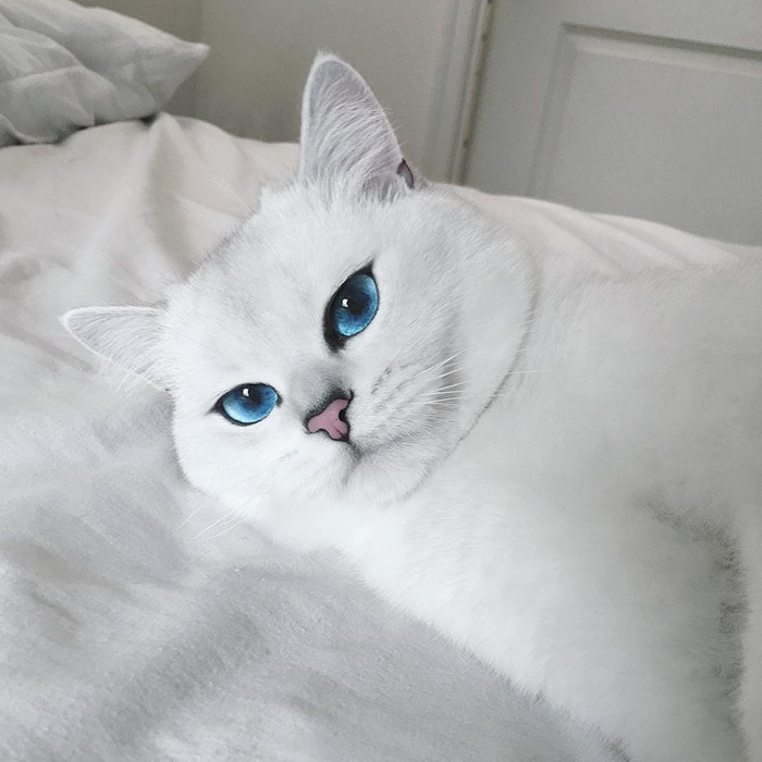 Котката с най-красивите очи