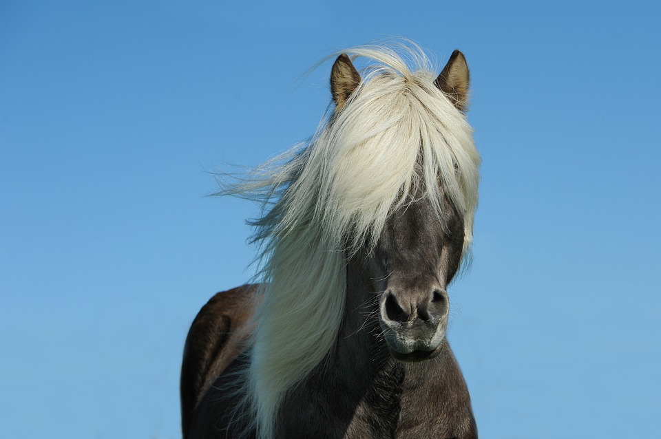 16 снимки, показващи красотата на конете