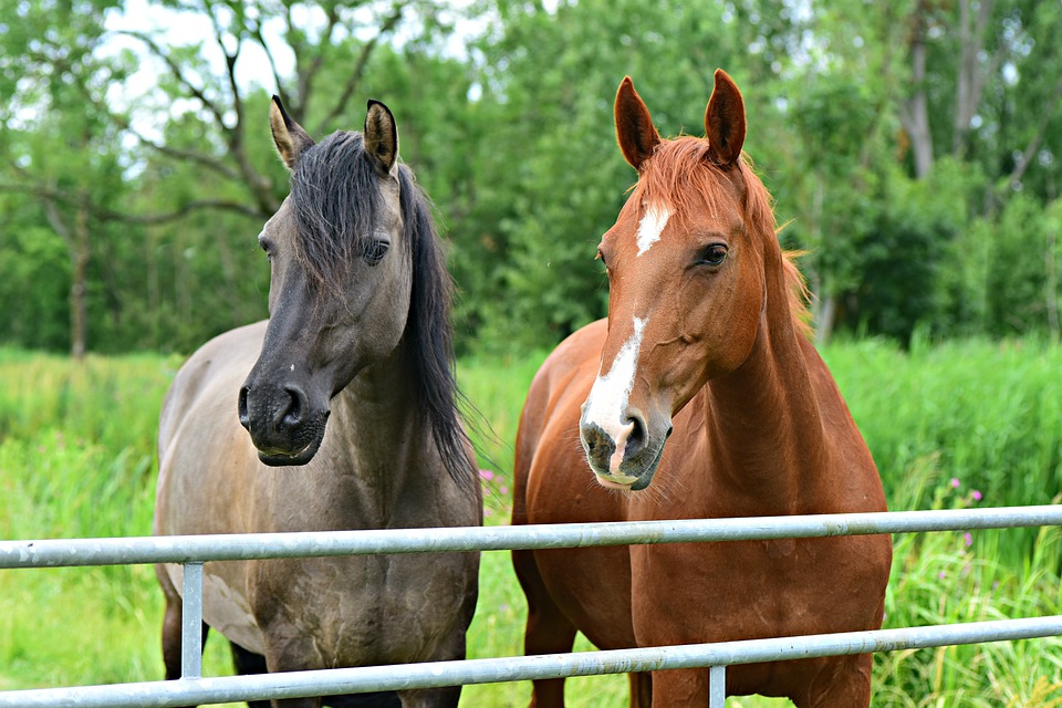 16 снимки, показващи красотата на конете