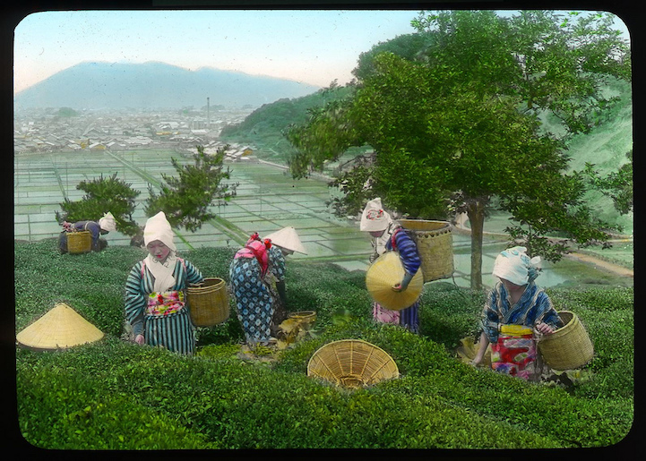 Снимки от началото на ХХ век показват етапите на производство на чай в Япония