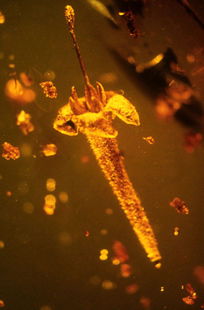 Откриха древно цвете, което може да е на 45 милиона години