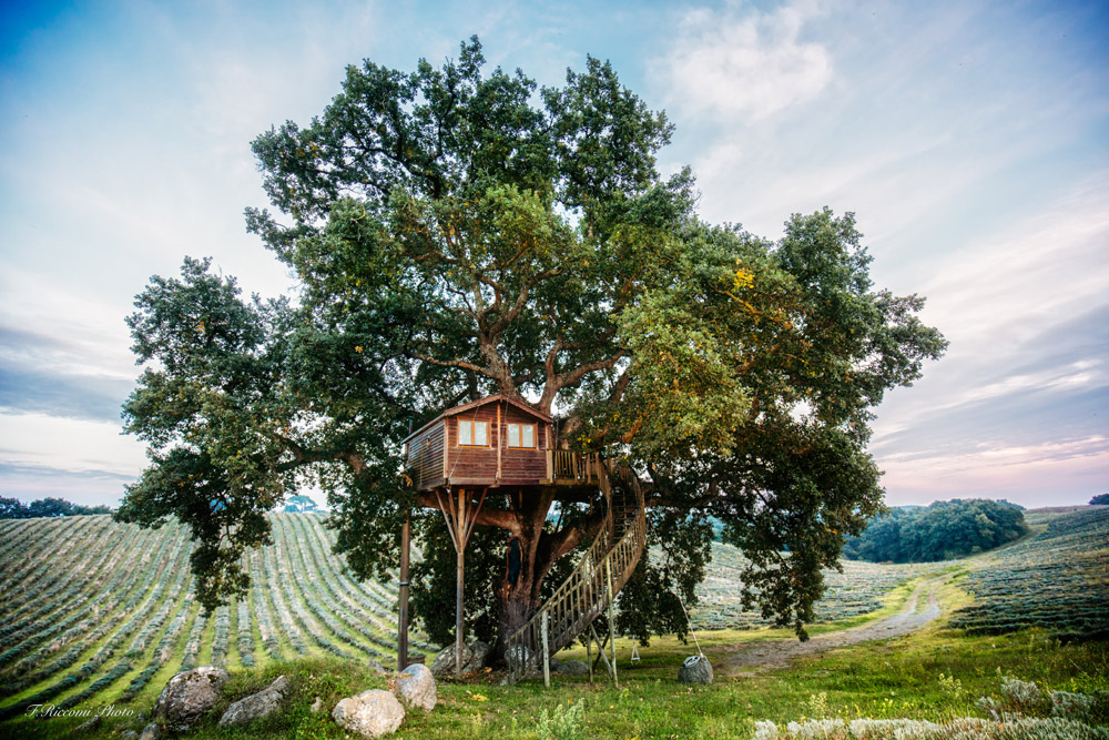 Къща върху дърво сред полета от лавандула