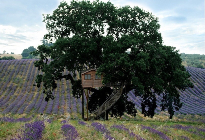 Къща върху дърво сред полета от лавандула