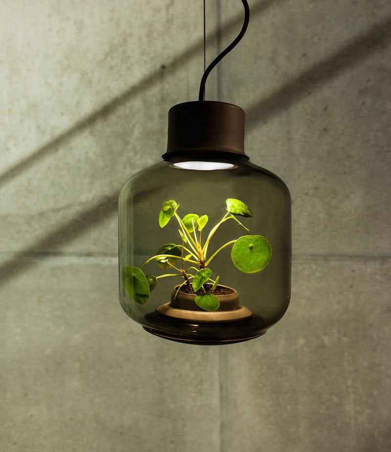 Растения живеят без естествена светлина и вода чрез иновативни лампи