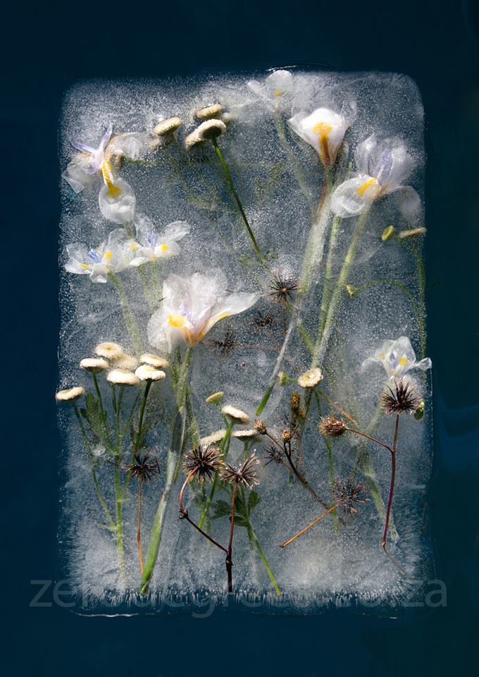 Ефектни картини от замразени цветя