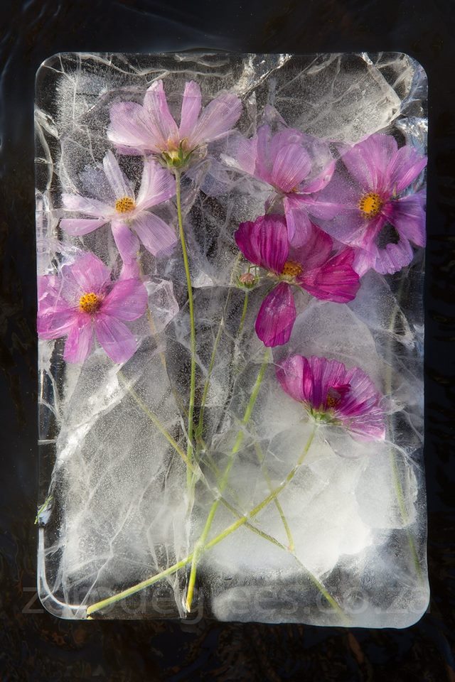 Ефектни картини от замразени цветя