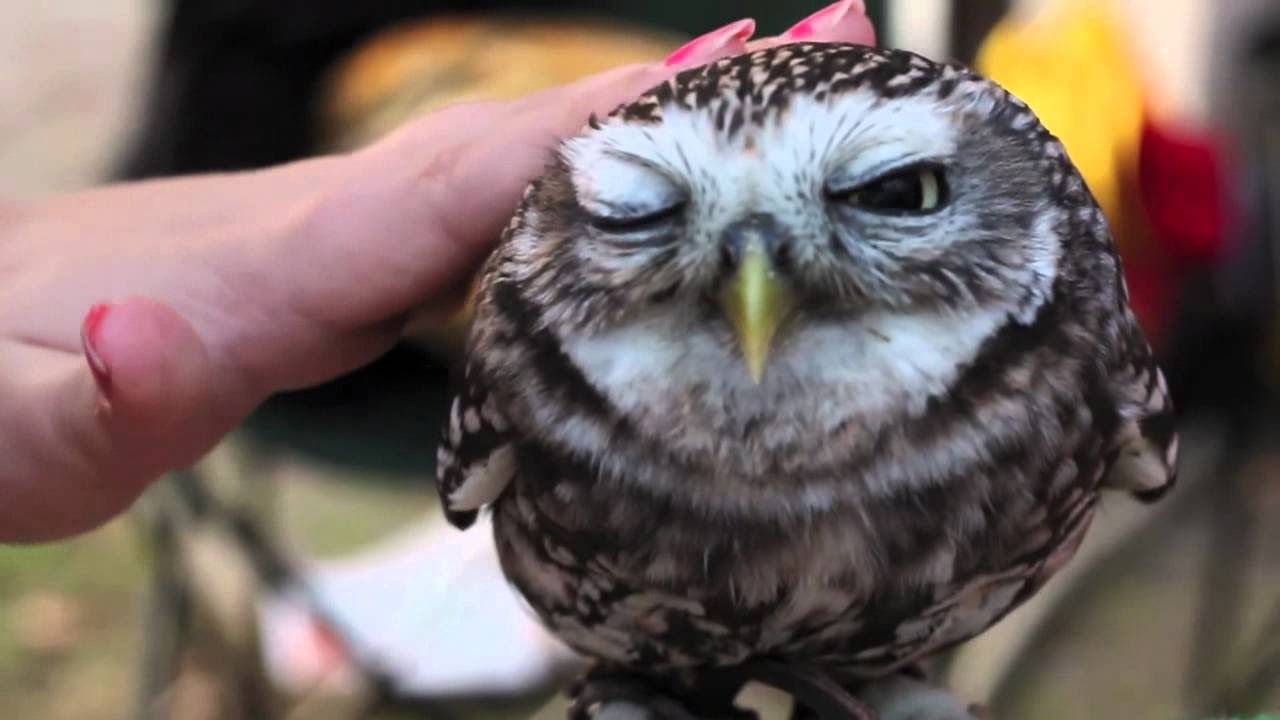 Видео: Сладки сови, които ще ви разсмеят с глас