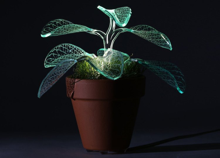 Оригинални светещи растения