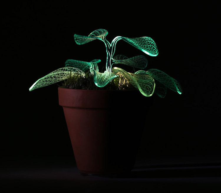 Оригинални светещи растения